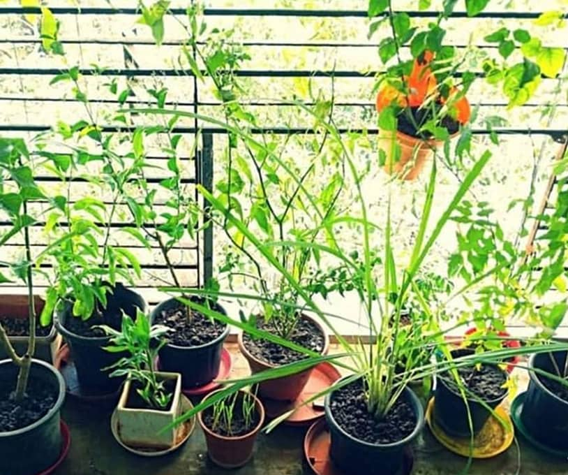plant-parenting